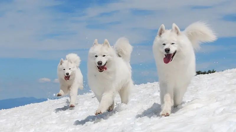 Tak Hanya Lucu, 6 Jenis Anjing Ini Harganya Selangit