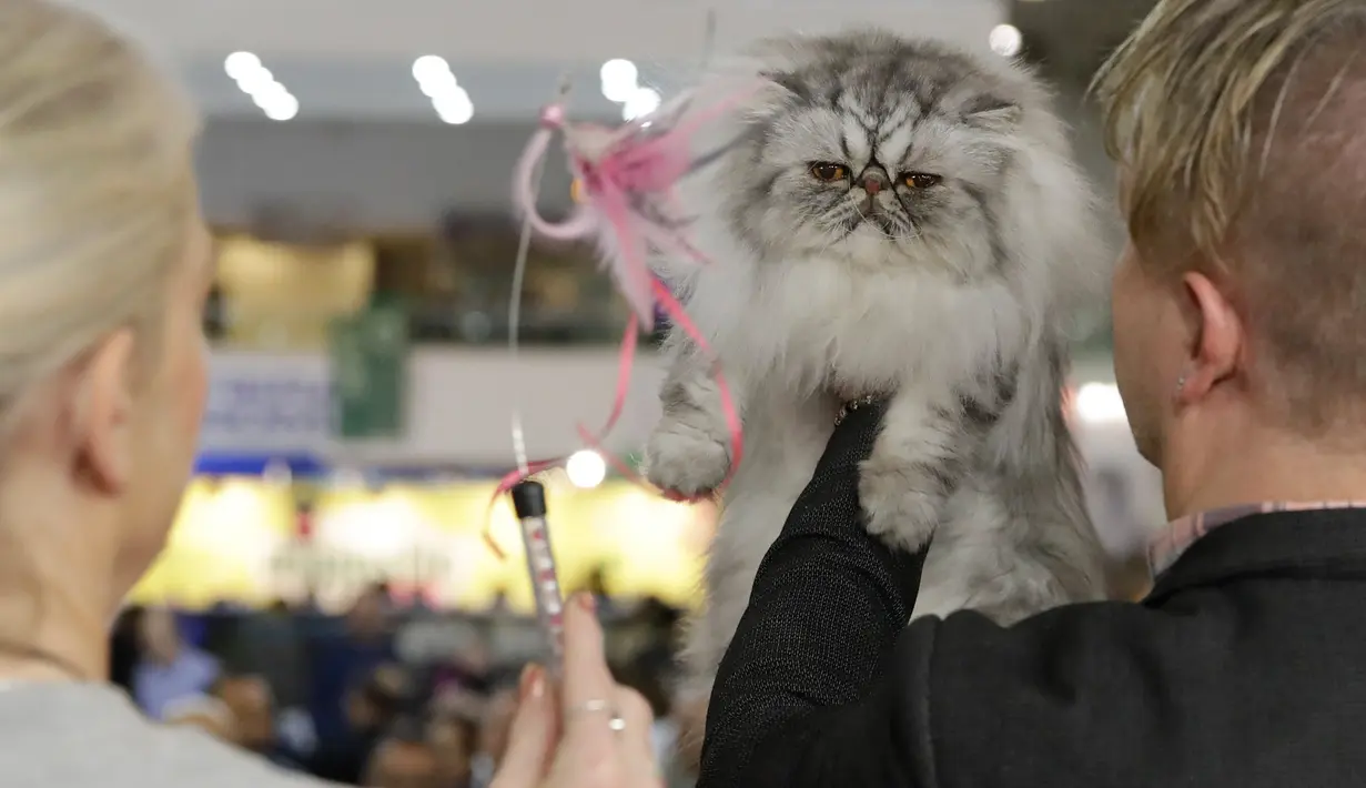 Juri mengamati seekor kucing yang berpartisipasi dalam kontes kecantikan di Roma, Italia pada 6 November 2019. Ratusan kucing bersaing dalam kompetisi kecantikan kucing yang diadakan selama akhir pekan di ibu kota Italia tersebut. (AP Photo/Alessandra Tarantino)
