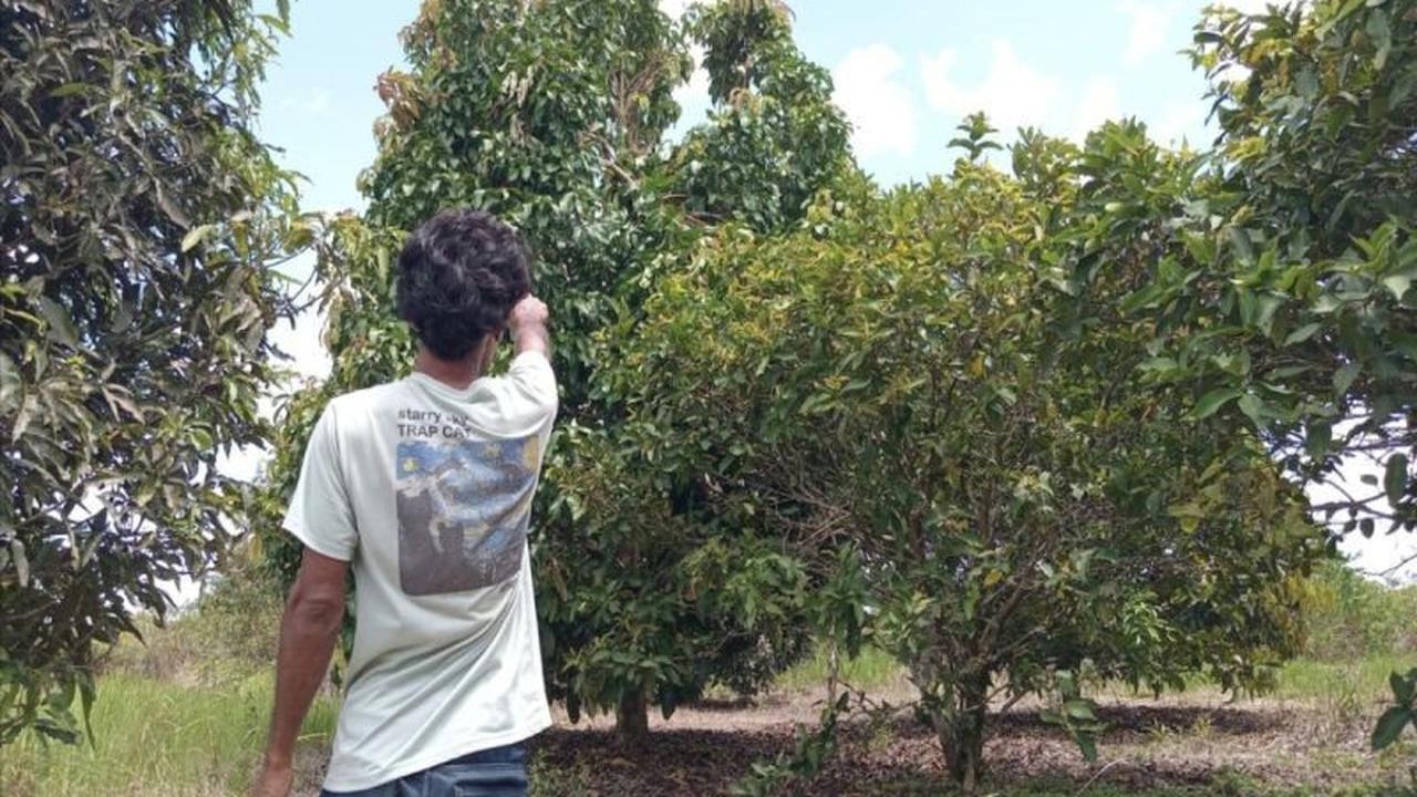 BKSDA Sampit Tanggapi Laporan, Ternyata Begini Jejak Misterius Orang Utan di Kebun Warga!