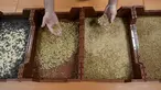 Seorang karyawan menunjukkan tahapan pertumbuhan ulat yang berbeda di peternakan serangga eksperimental Ynsect di Dole, Prancis (8/2). Tempat ini memproduksi protein premium dari bahan-bahan alami ulat. (AFP/Sebastien Bozon)