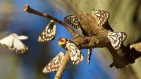 'Horor' Ratusan Juta Kupu-kupu Meneror Australia, Fenomena Apa? (Herald Sun)
