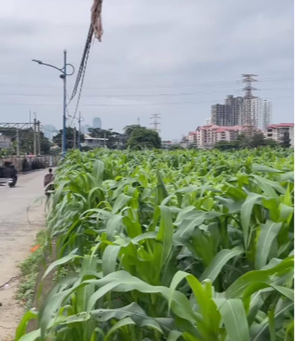 Kebun Jagung