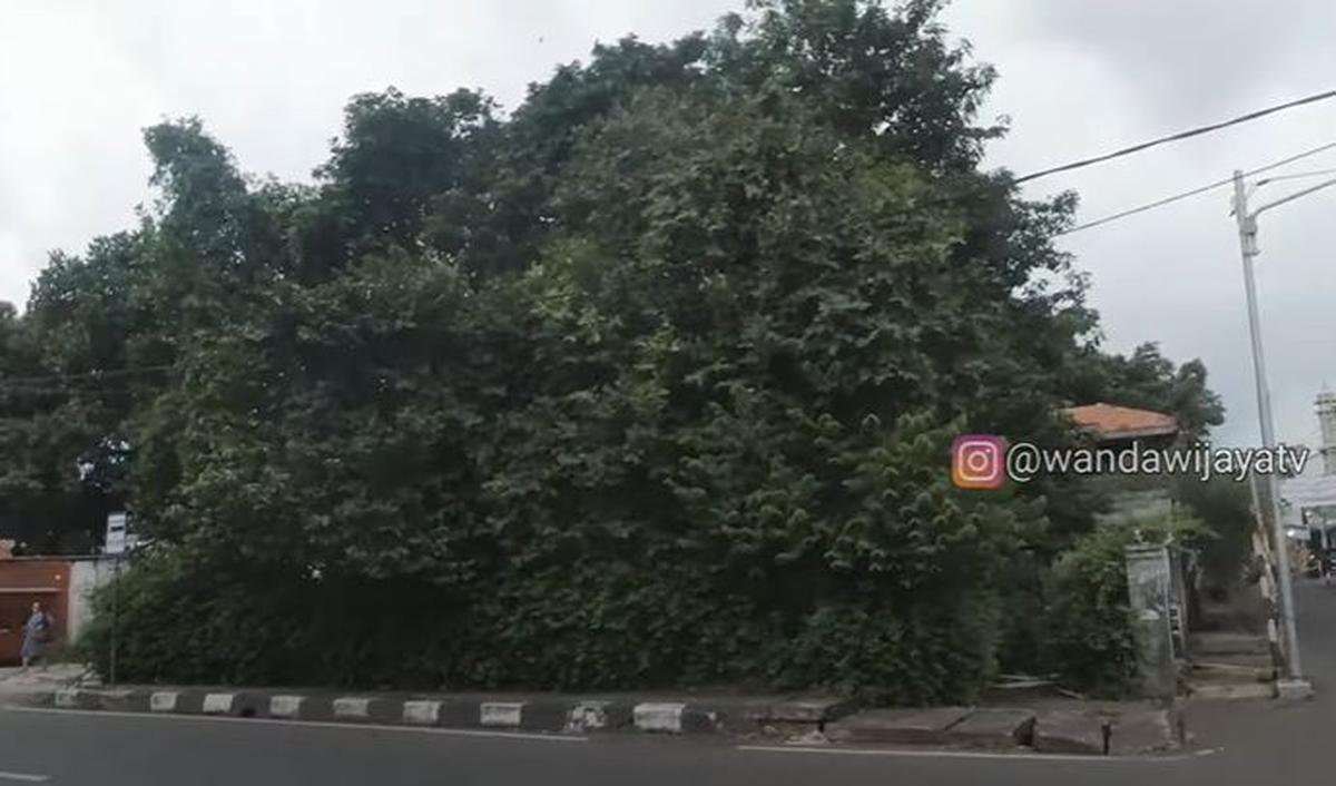 Di rumah itu, Ibu Ani hidup seorang diri selama 10 tahun terakhir serta hidup tanpa listrik di dalamnya.