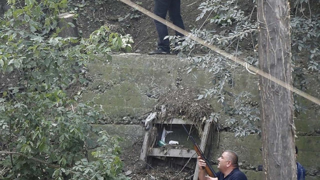 Aksi polisi Georgia buru harimau yang lepas dari kandang saat banjir