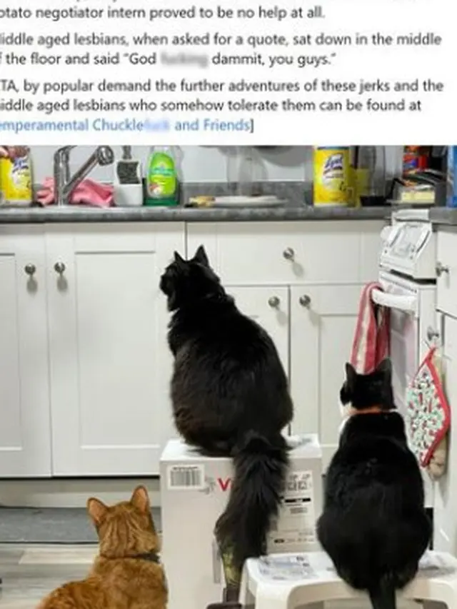 Viral, Aksi Kocak 3 Ekor Kucing Rebutan Kardus Blender Pemiliknya