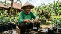 8 Cara Sambung Pucuk Pohon Kelengkeng agar Berbuah Lebat, Jangan Salah Pilih Batang