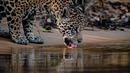 Seekor jaguar minum air di Porto Jofre, Pantanal, negara bagian Mato Grosso, Brasil, pada 2 September 2021. Jaguar juga kini tengah bertaruh nyawa mempertahankan Amazon sebagai rumahnya. Deforestasi terus melaju, dan kelompoknya terancam. (AFP/Carl De Souza)