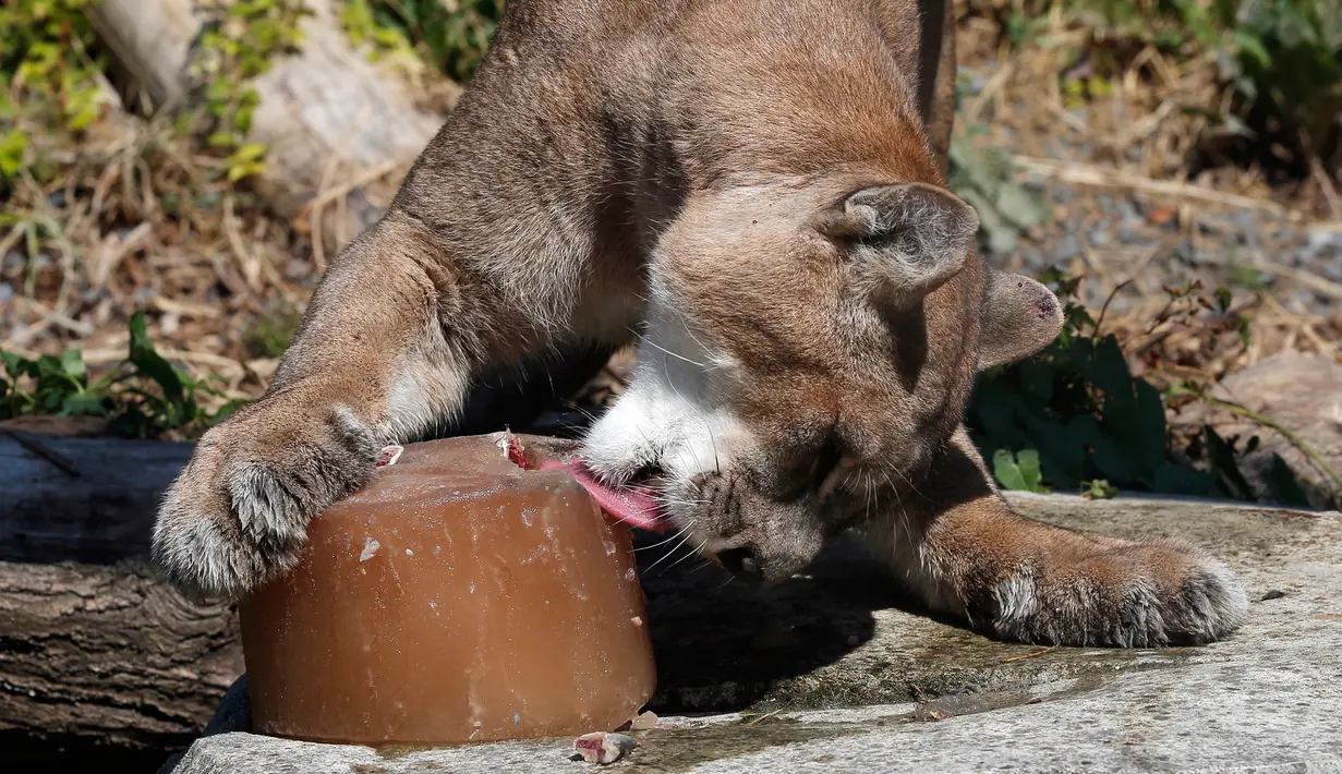 Seekor puma memakan es berisi daging beku di Kebun Binatang Vincennes, Paris, Prancis, Kamis (2/8). Udara panas dari Afrika membawa gelombang panas menuju Eropa. (AP Photo/Michel Euler)