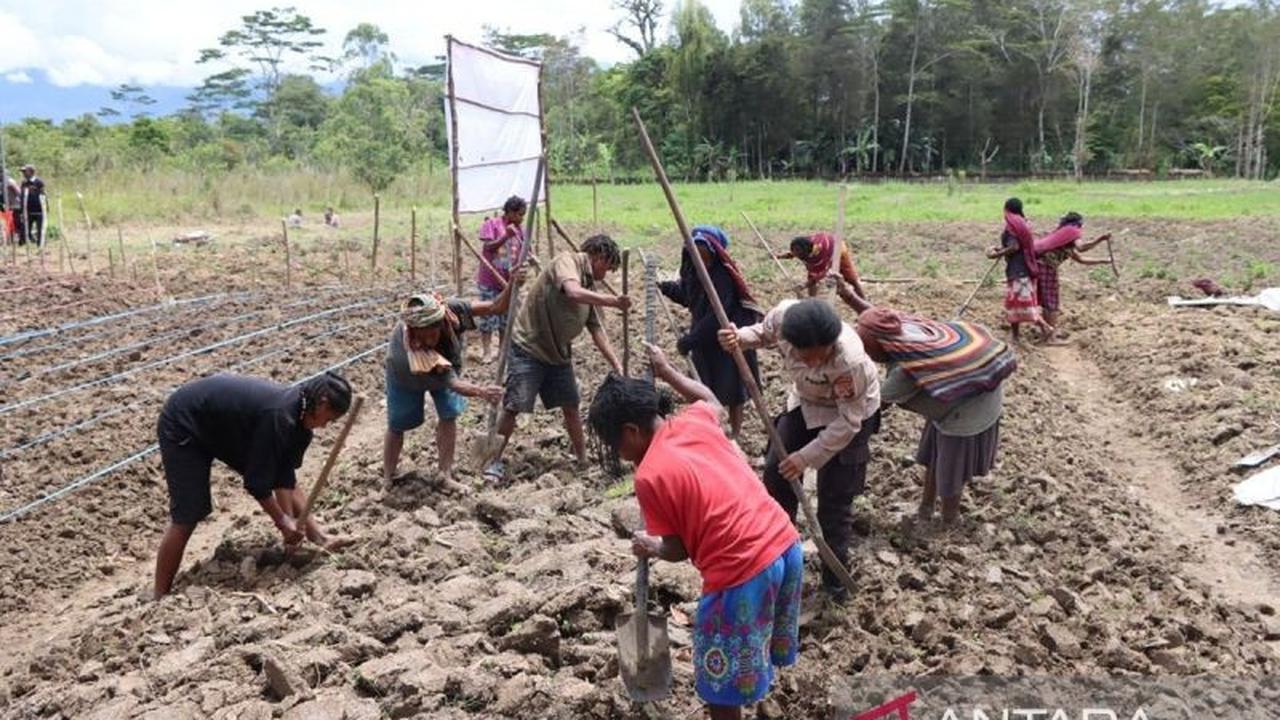 Fakta Unik: Polres Jayawijaya Genjot Swasembada Pangan Nasional di Papua Pegunungan Lewat Penanaman Jagung Keempat Kalinya