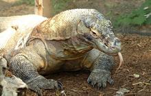 Fakta Komodo, Hewan Endemik Indonesia yang Terancam Punah
