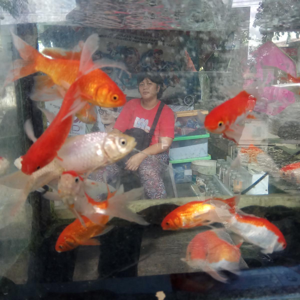 75 Koleksi Ikan Hias Air Laut Karawang HD Terbaru