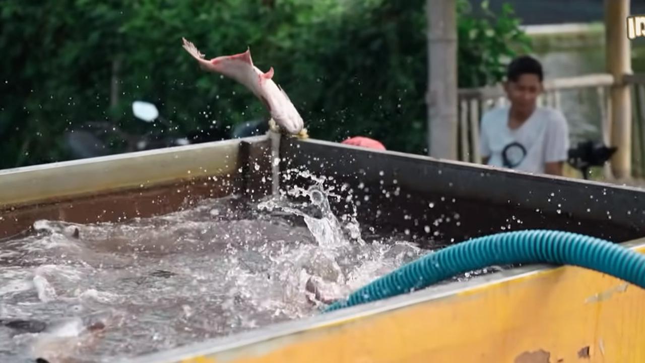Satu Desa Panen Cuan, Ini Kisah Inspiratif Para Petani Tulungagung Kompak Budi Daya Ikan Patin