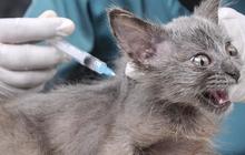 40 Persen Kucing dan Anjing di Indonesia Sudah Vaksinasi Rabies