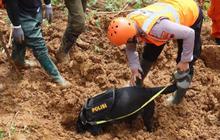 VIDEO: Tim K-9 Polda Jawa Tengah Diterjunkan, Temukan Jenazah Bayi Tertimbun Tanah Longsor di Pekalongan