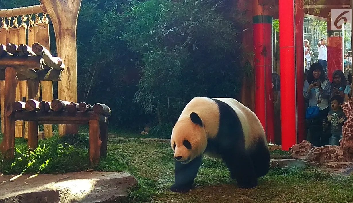 Panda Cai Tao bersiap mengambil tumpeng yang di dalamnya berisi wortel dan batang, daun serta irisan bambu, makanan kesukaannya hadiah ulang tahunnya ke-8 dari pengelola Taman Safari Indonesia Jawa Barat, Sabtu (4/8/2018). (Liputan6.com/Achmad Sudarno)