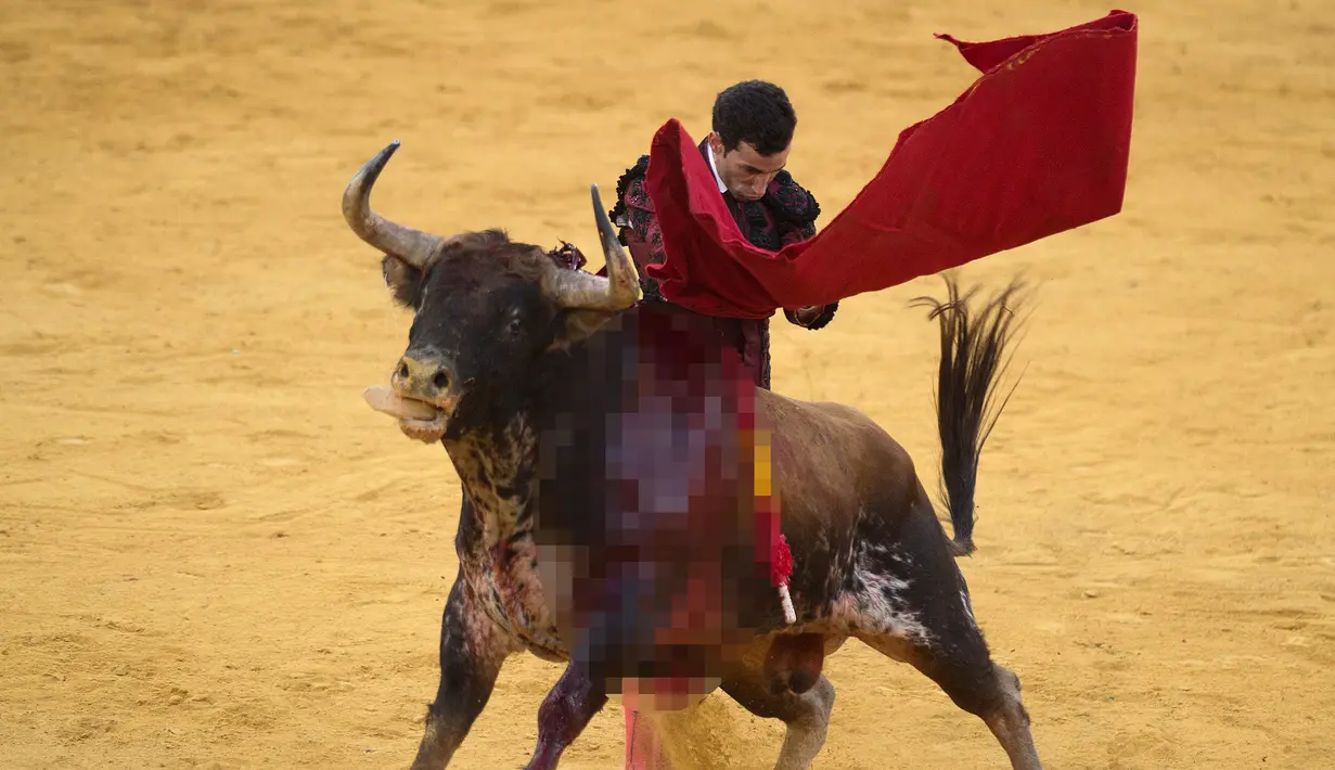 Matador Spanyol Pablo Aguado melakukan operan dengan muleta saat  adu banteng Picassiana di arena adu banteng Malagueta di Malaga, Spanyol (19/8/2019). (AFP Photo/Jorge Guerrero)