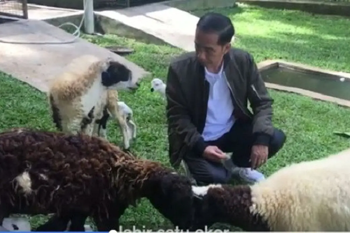 [Bintang] Kambing Presiden Jokowi