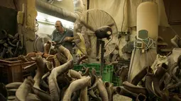 Pekerja menyelesaikan shofar di Bar-Sheshet Ribak Shofarot Israel di Tel Aviv, Israel, (19/9). Shofar adalah alat musik tiup terbuat dari tanduk binatang untuk tujuan ritual keagamaan Yahudi seperti Rosh Hoshana dan Yom Kippur. (AP Photo/Dan Balilty)