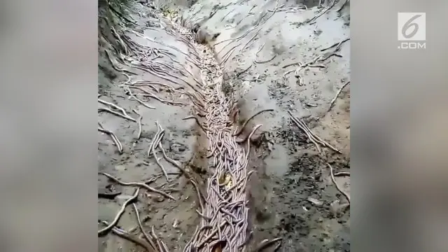 Fenomena unik terjadi di jalur pendakian gunung Argopuro, Jawa Timur. Ribuan cacing tanah berukuran besar berserakan di jalan.