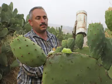 Ayman Ibrewish mengumpulkan buah pir berduri dari ladangnya di Desa al-Simiya, dekat Kota Hebron, Tepi Barat, Palestina, Selasa (4/8/2020). (HAZEM BADER/AFP)