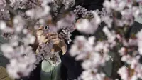 Seorang wanita yang mengenakan masker pelindung untuk membantu mengekang penyebaran virus corona mengambil foto bunga sakura di Tokyo (17/3/2021). Ibukota Jepang mengonfirmasi lebih dari 400 kasus virus korona baru pada hari Rabu. (AP Photo/Eugene Hoshiko)