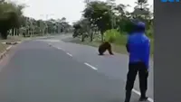 Hutan Terbakar, Orang Utan 'Mengungsi' ke Kantor Pemda
