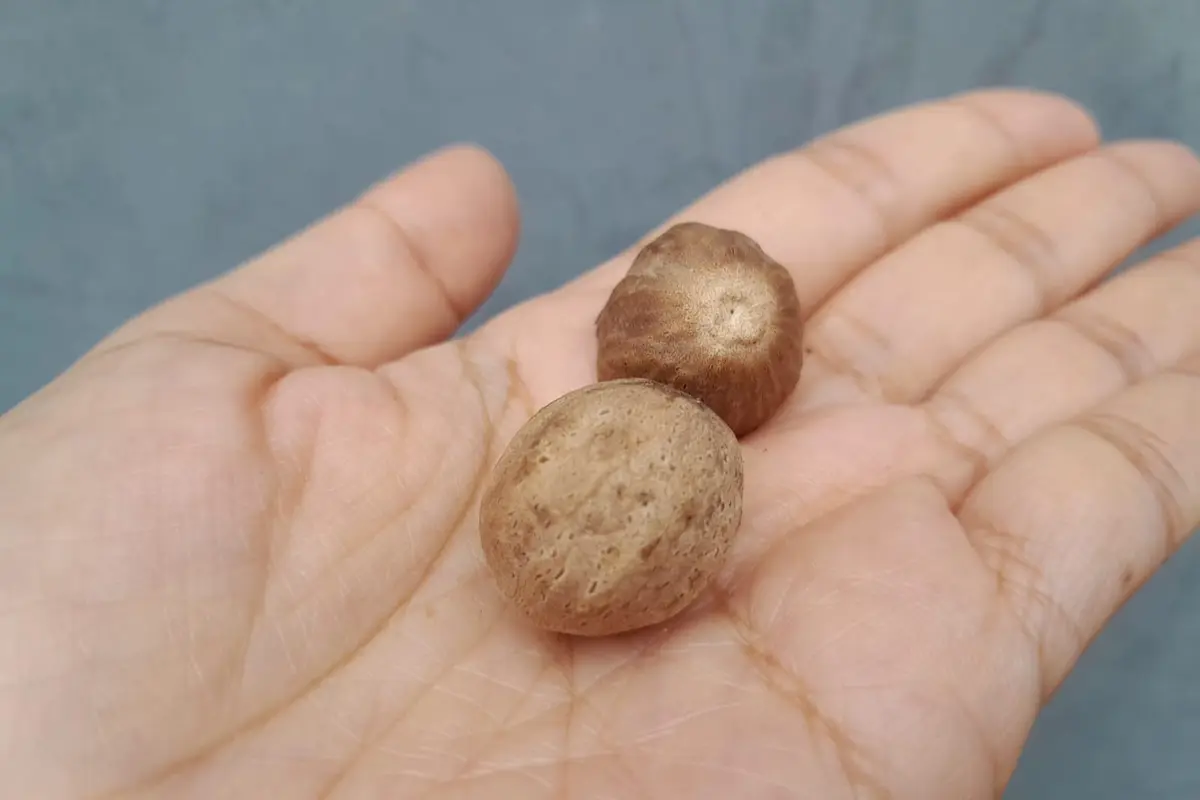 Buah pala dan kandungan minyak di dalamnya ternyata bermanfaat untuk kesehatan.