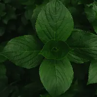 Manfaat daun mint untuk kecantikan kulit. (Foto: unsplash)