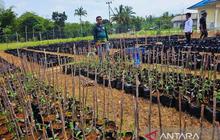 Trivia: Natuna di Ujung Utara Indonesia, Petani Lokal Kini Berdaya Berkat Program Makan Bergizi Gratis