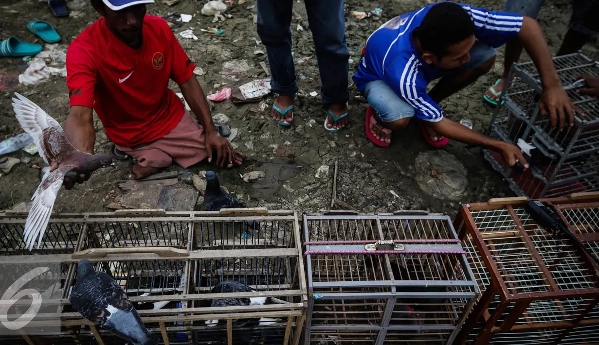 Sejumlah  burung merpati dipersiapkan untuk berlatih di Sunter, Jakarta, Selasa (29/11). Harga burung ini pun bervariasi, dari puluhan ribu hingga jutaan, tergantung kualitas apalagi jika sudah pernah menjuarai lomba. (Liputan6.com/Faizal Fanani)