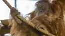 Foto pada 28 Januari 2022 ini menunjukkan bayi orangutan berada di pelukan induknya Putri, di kandang mereka di Kebun Binatang Amneville di Amneville, Prancis timur. Bayi orangutan tersebut lahir pada 22 Januari lalu. (JEAN-CHRISTOPHE VERHAEGEN / AFP)