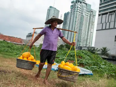 Petani membawa hasil panen timun suri di Jakarta, Selasa (30/5). Pada bulan Ramadan sejumlah petani setempat beralih tanam dari sayuran menjadi timun suri karena lebih menguntungkan. (Liputan6.com/Gempur M Surya)