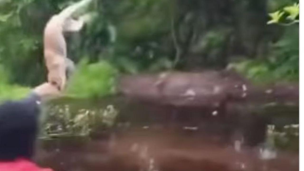 Tak hanya kucing, anjing juga sering menjadi korban keganasan manusia yang tak tanggung jawab.