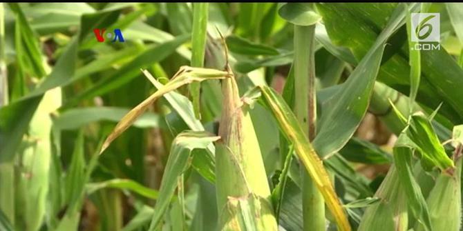 VIDEO: Petani AS Cemaskan Negosiasi Ulang NAFTA