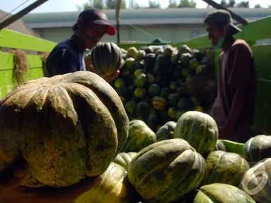 Blewah menjadi salah satu buah favorit untuk menu berbuka puasa, Kramat Jati, Jakarta, Selasa (1/7/2014) (Liputan6.com/Miftahul Hayat)