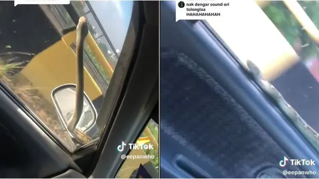 Viral Ular Merayap di Mobil yang Sedang Melaju, Penumpang Teriak Histeris