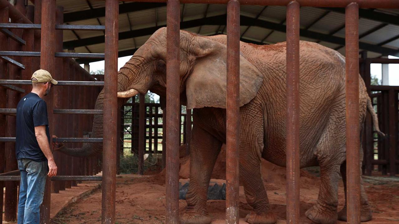 FOTO:  Kisah Pupy Menempuh Jarak 2700 Km untuk Kehidupan Baru di Suaka Gajah Brasil