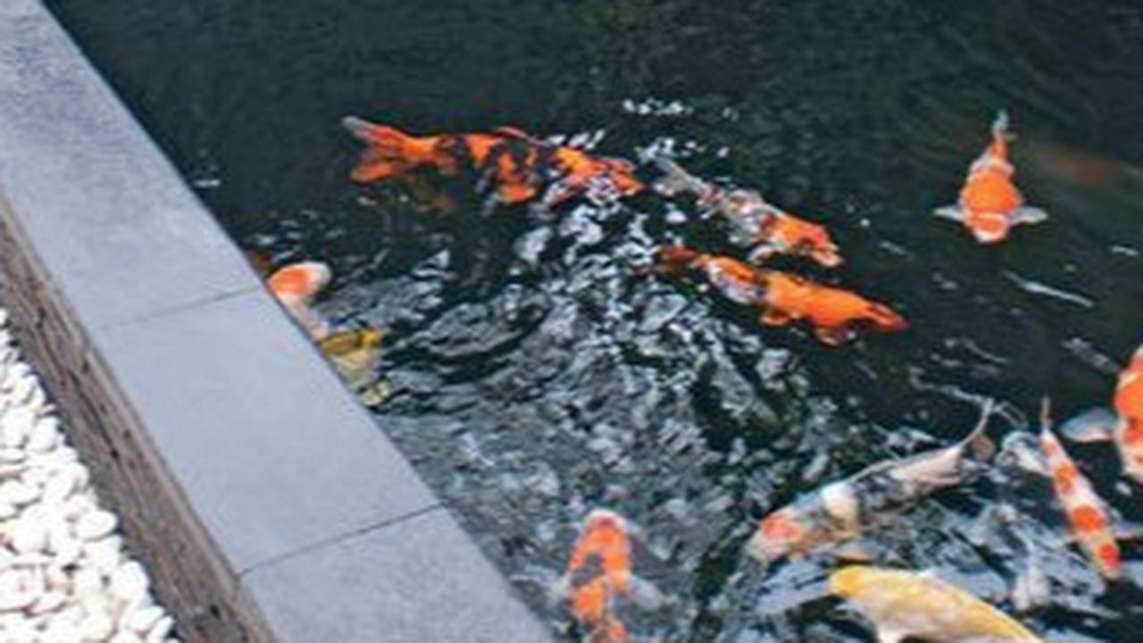Inspirasi Kolam Koi Minimalis untuk Mempercantik Rumah Anda