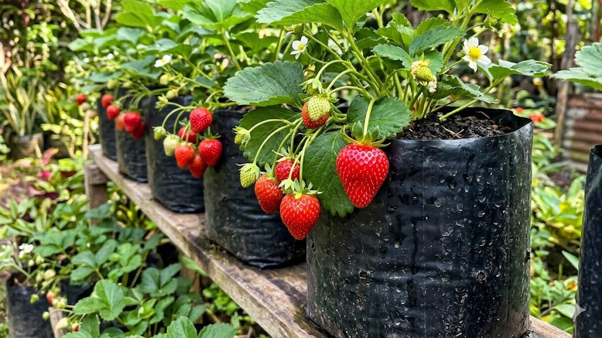Cara Mempercepat Pohon Buah Mini Berbuah Lebat, Mudah dan Hasil Maksimal