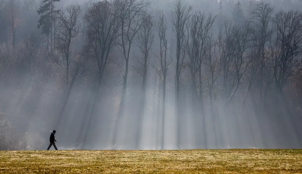Seorang pria berjalan saat pagi hari di area hutan dekat Stuttgart, Jerman (28/12). (AP Photo / Christoph Soeder)