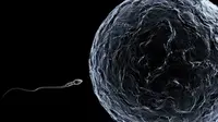 Para ilmuwan berusaha menciptakan sel sperma dari kulit pria untuk memberikan harapan pada pria yang tak bisa menghasilkan sperma.