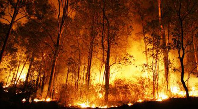 Akibat Kebakaran Hutan: Dari Rusaknya Alam Hingga Sakit Pernapasan -  Lifestyle Fimela.com