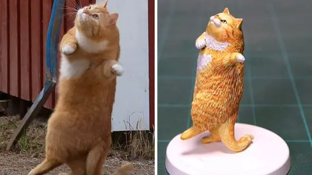 kucing