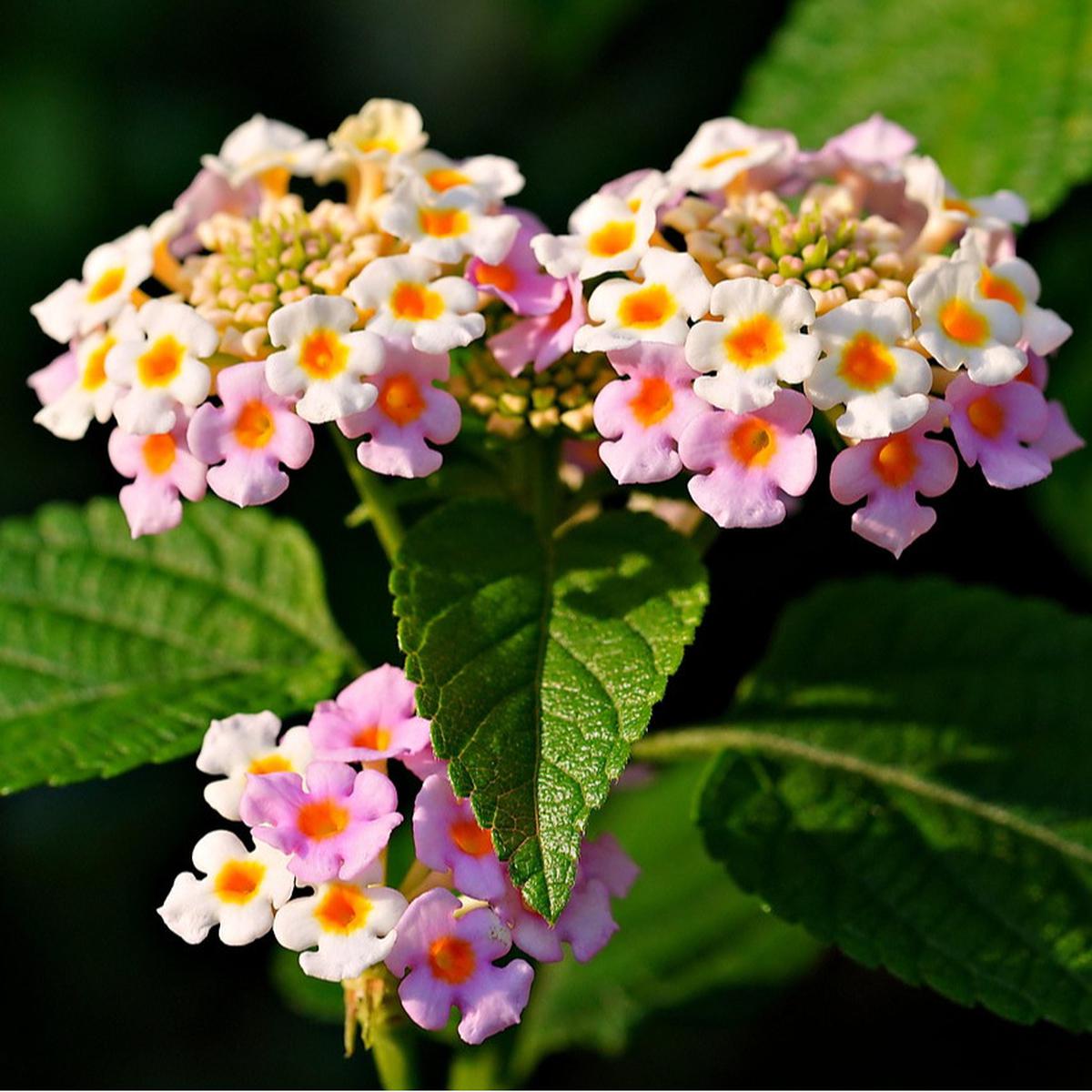 Lantana