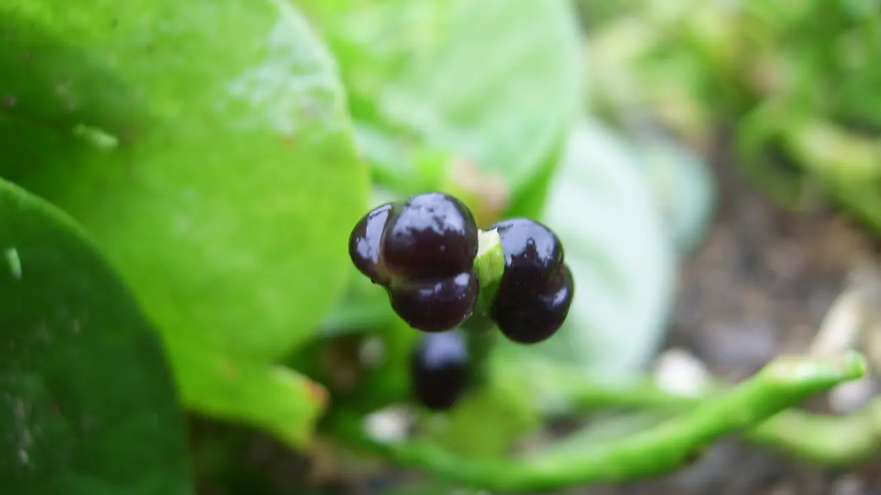 Manfaat daun binahong