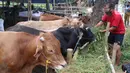 Pedagang memberikan pakan kepada hewan kurban yang akan di jual di Tangerang, Selasa (21/7/2020). Jelang Idul Adha 1441 H penjualan hewan kurban mulai bermunculan dan mulai banyak pesanan. (Liputan6.com/Angga Yuniar)