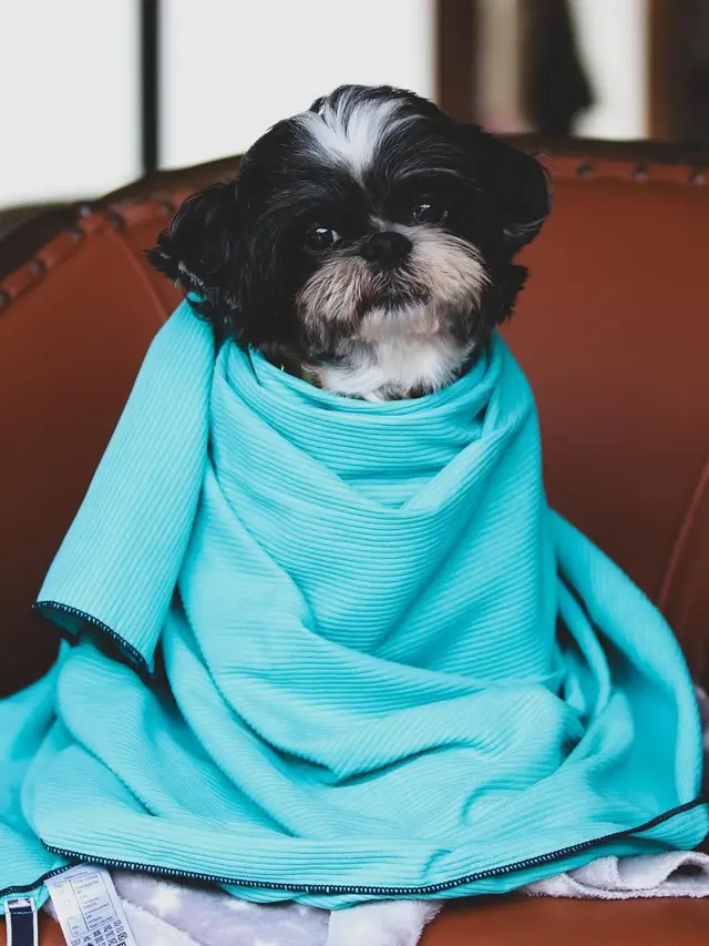 6 Tips Merawat Anjing Shih Tzu ala Pemilik, dari Mata hingga Grooming