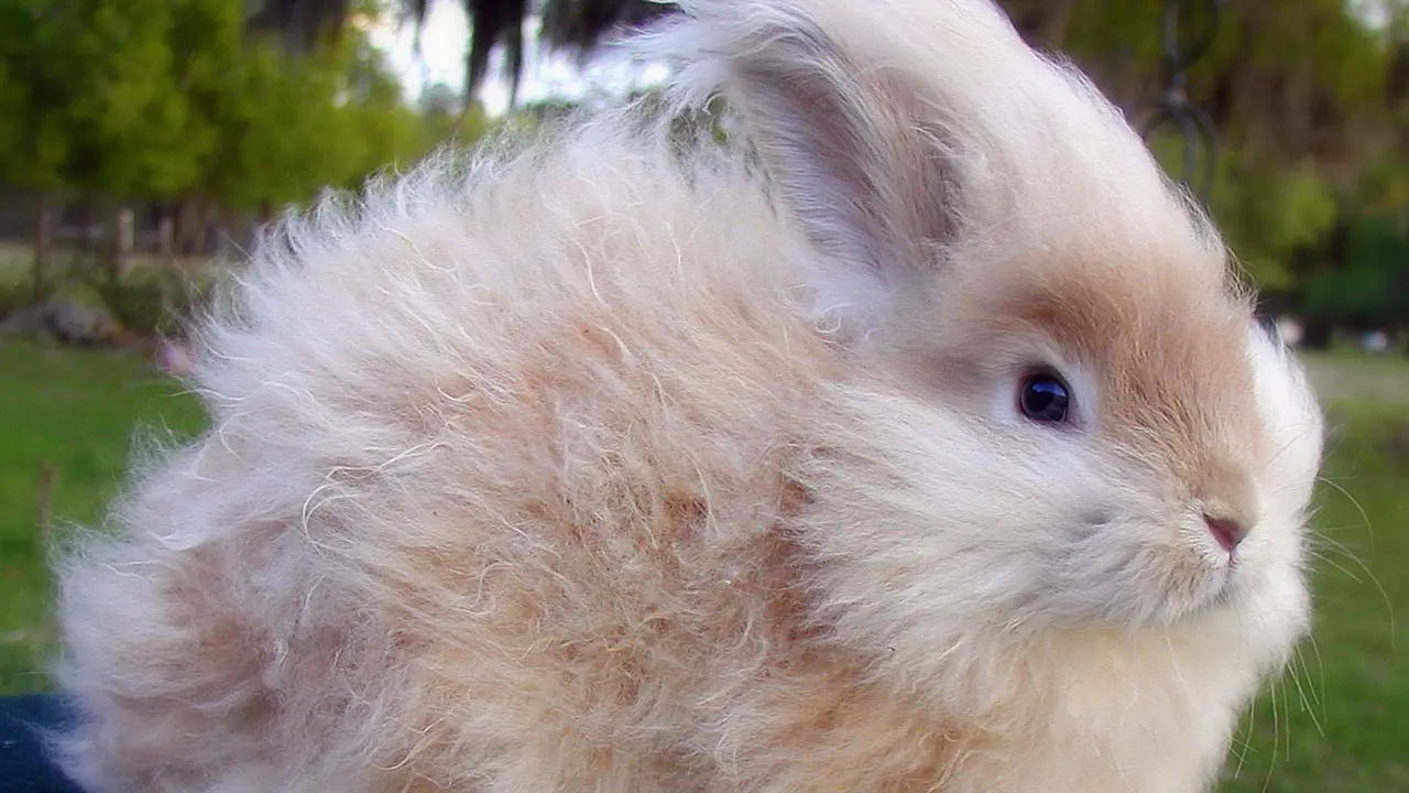 [Bintang] Kelinci Angora