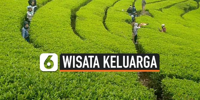 VIDEO: Abaikan Protokol Kesehatan, Kebun Teh Dijadikan Warga Tempat Wisata Alternatif