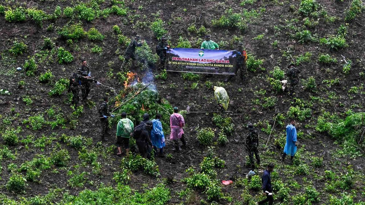 FOTO: TNI AD Bongkar Ladang Ganja di Pegunungan Aceh Besar